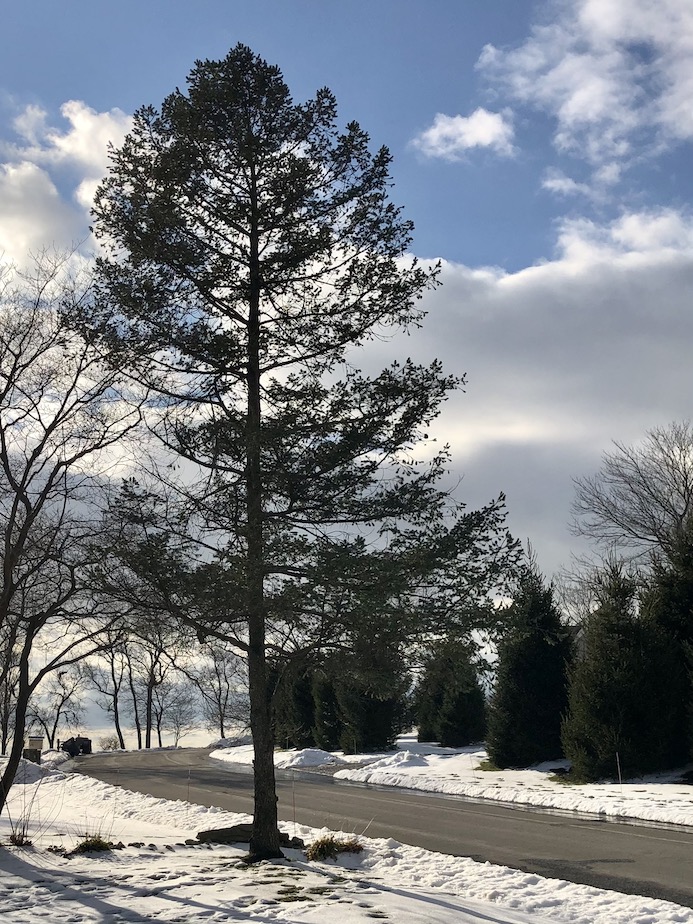 fir tree